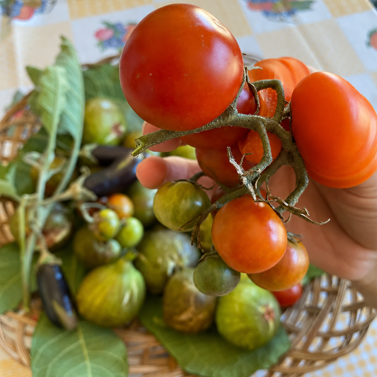 Harvesting Thumb Knife Set (6PCS) – Garden Fruit & Vegetable Picker
