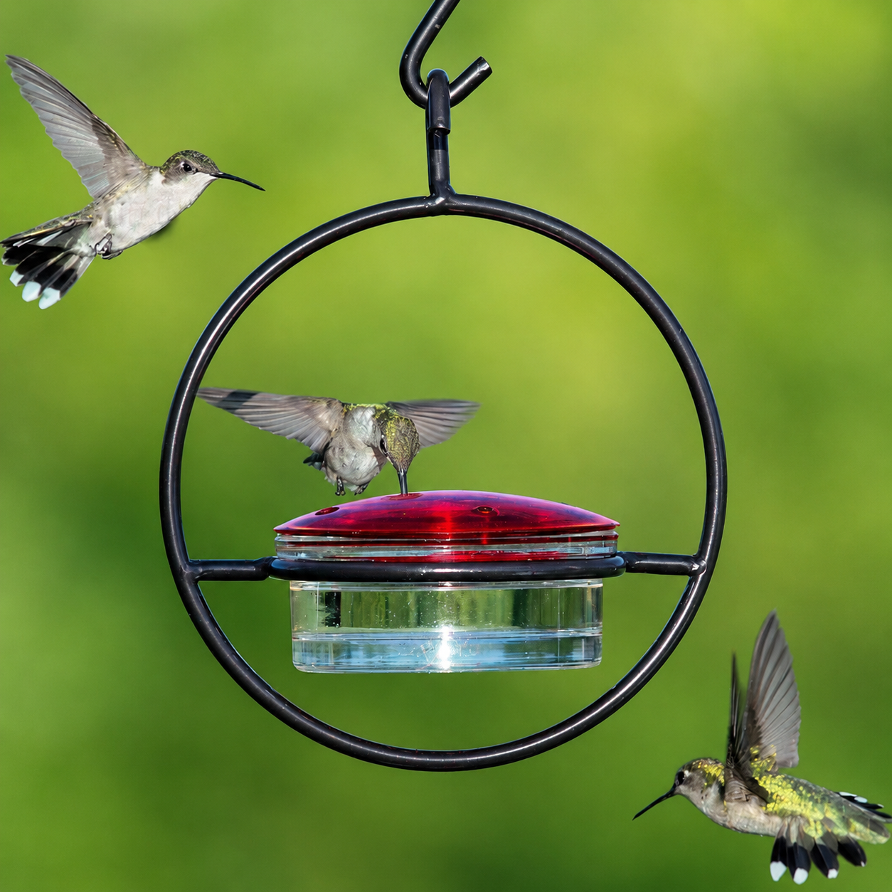 Black Steel Hummingbird Feeder with Clear Bowl for Outdoor Garden