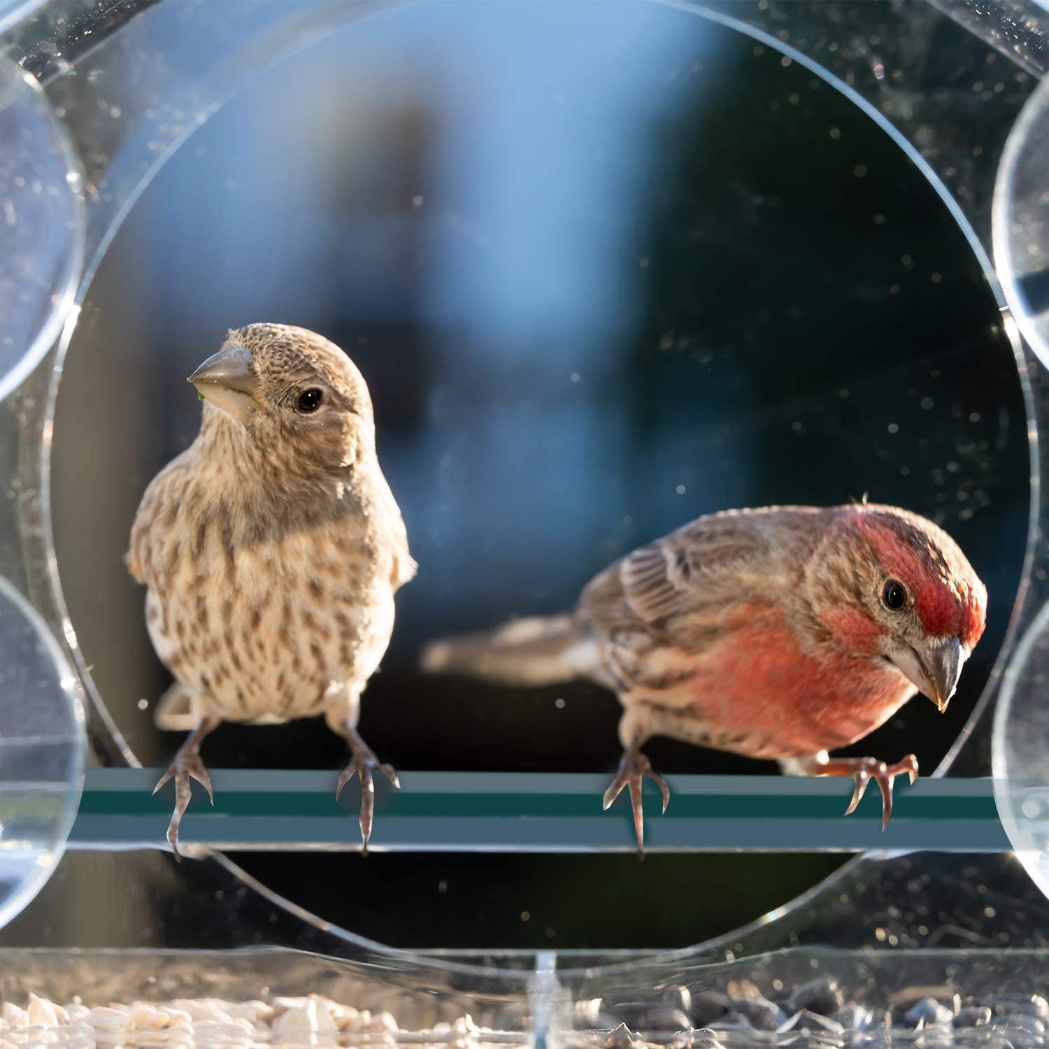 Clear Window Bird Feeder with Removable Seed Tray and Suction Cups