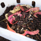 In-Ground Worm Composter Bin for Garden Beds