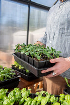 Seed Starter Kit