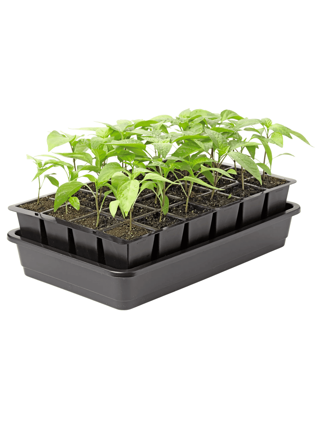 Seed Starter Kit