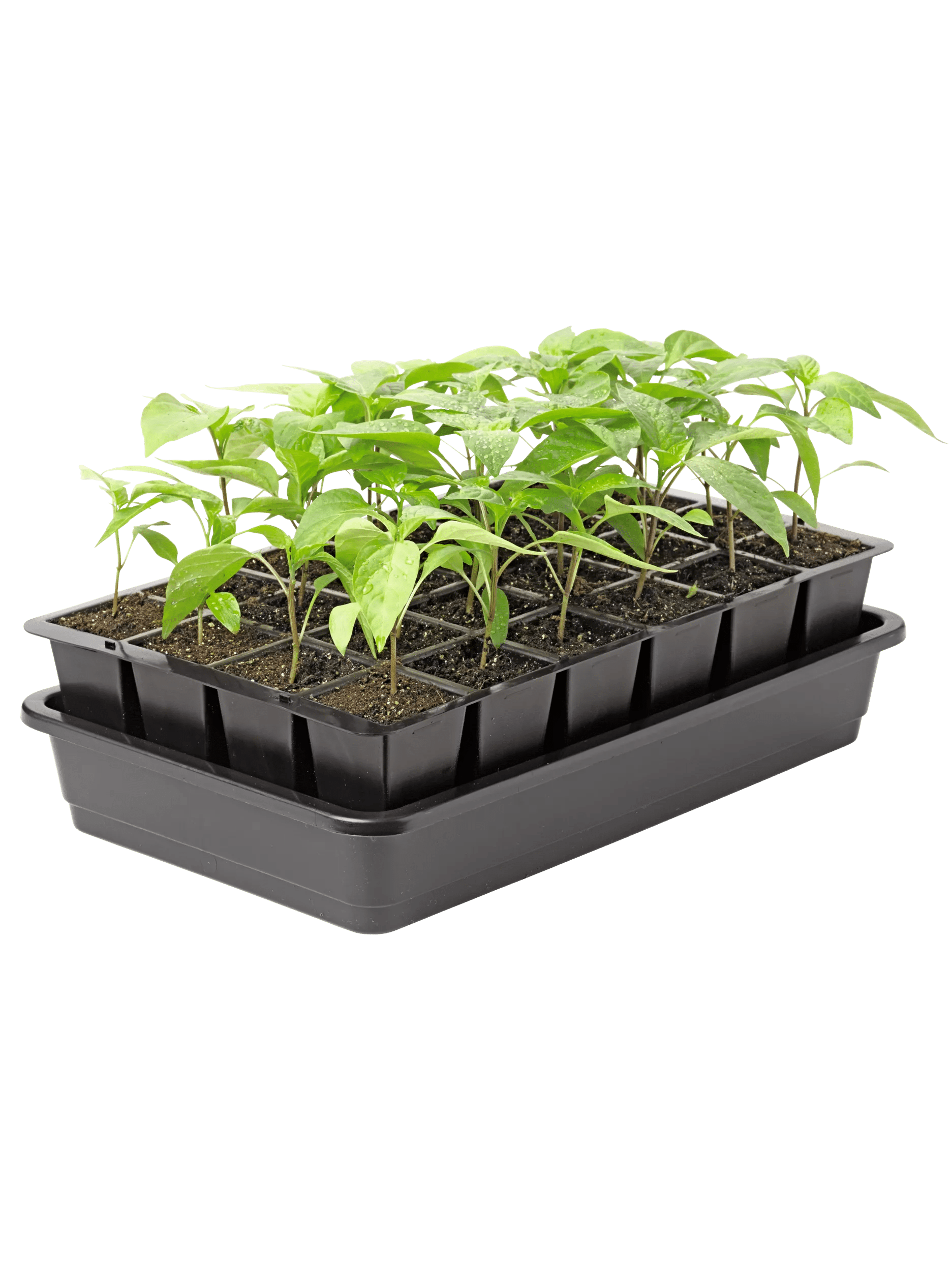 Seed Starter Kit