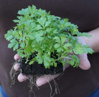 Soil Block Maker, Small