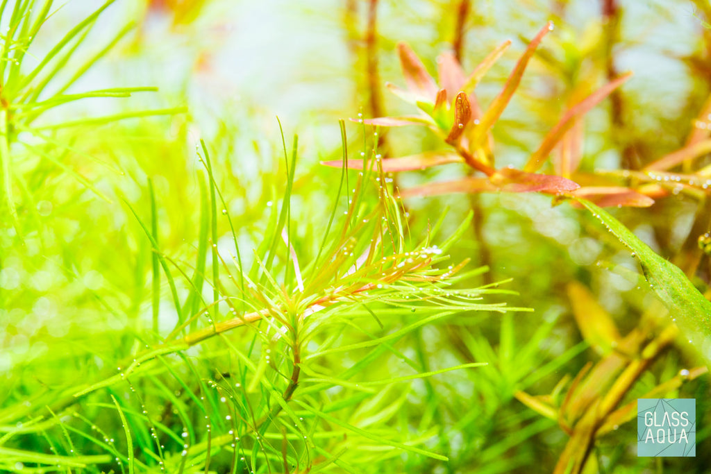 Pro Aquascaping Tool Kit