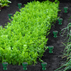 Solar mole repellent stakes installed around a vegetable garden for outdoor pest control