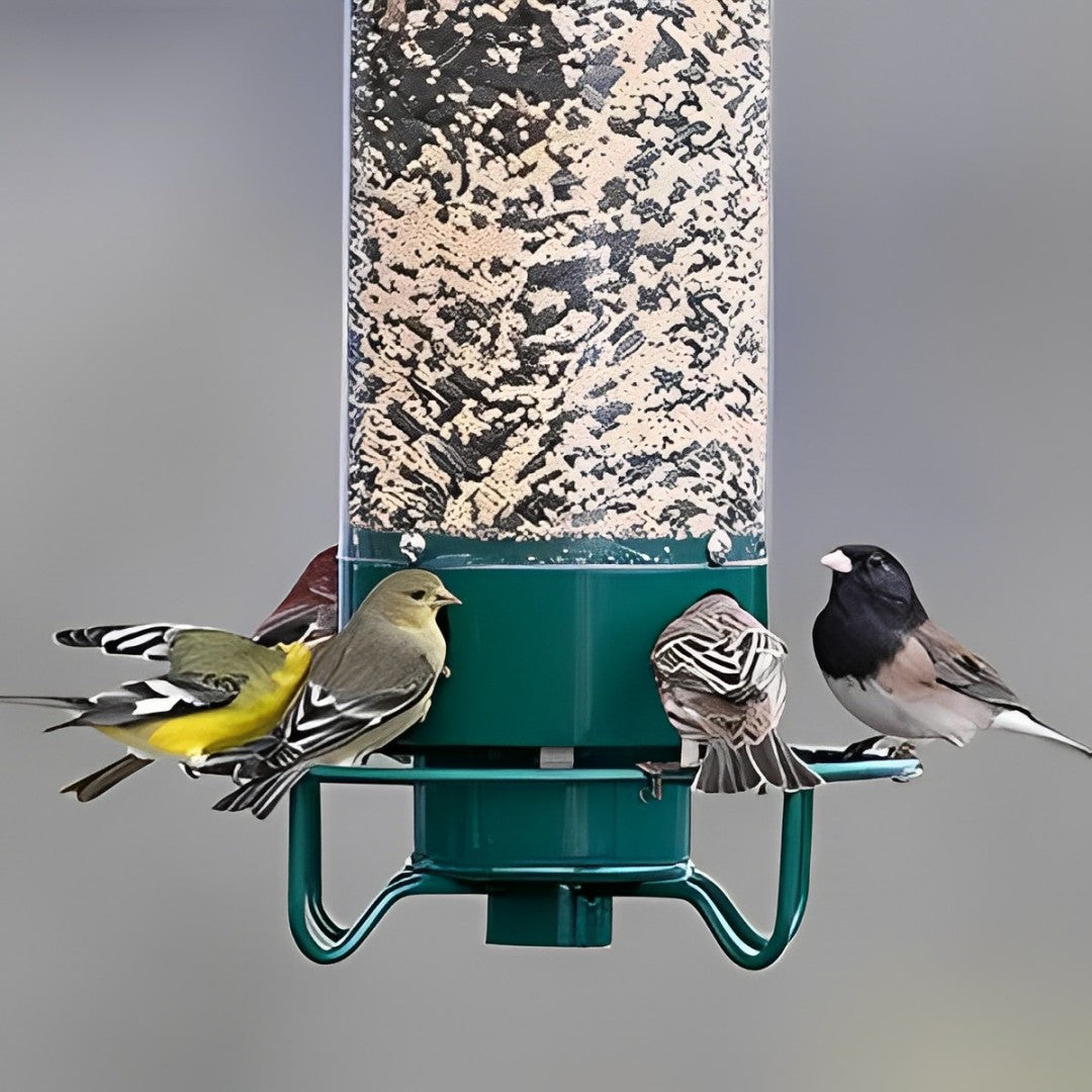 Squirrel-Proof Bird Feeder for Hassle-Free Backyard Birdwatching