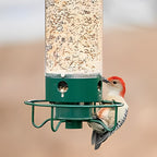 Squirrel-Proof Bird Feeder for Hassle-Free Backyard Birdwatching