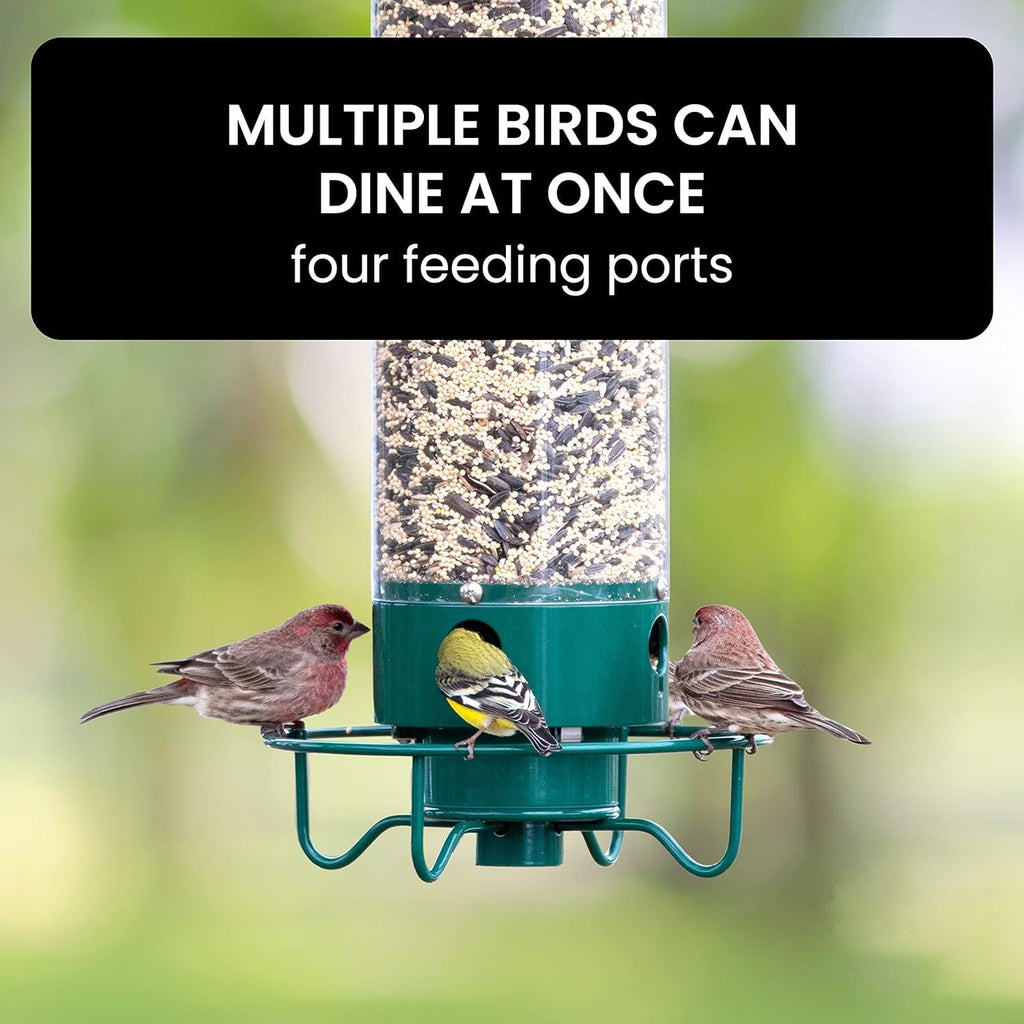 Squirrel-Proof Bird Feeder for Hassle-Free Backyard Birdwatching