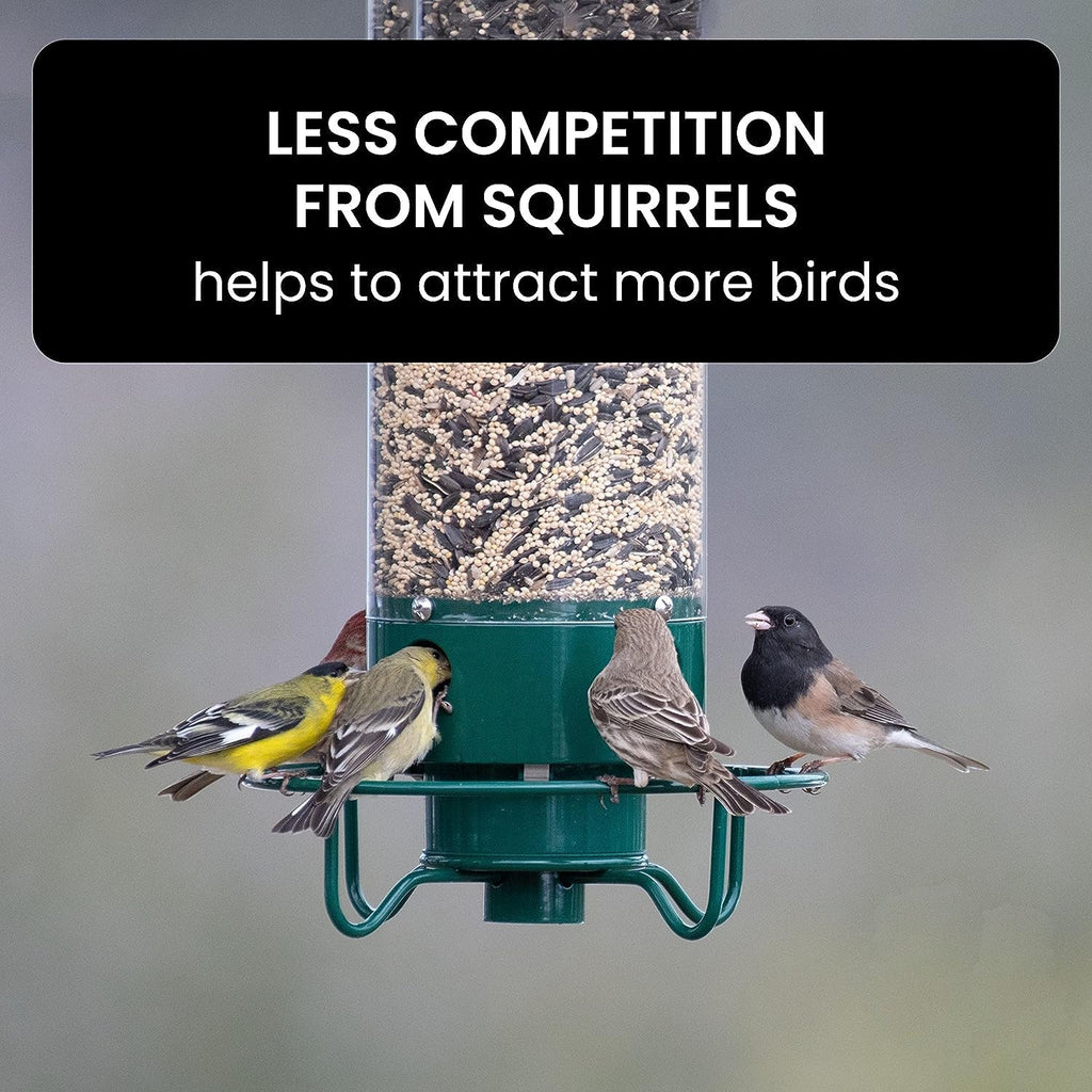 Squirrel-Proof Bird Feeder for Hassle-Free Backyard Birdwatching