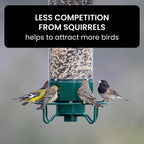 Squirrel-Proof Bird Feeder for Hassle-Free Backyard Birdwatching