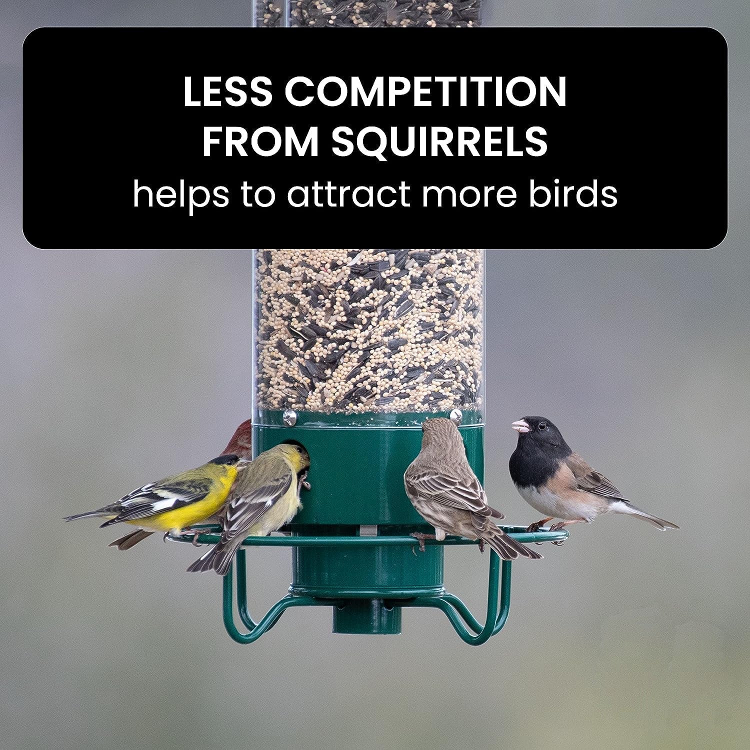 Squirrel-Proof Bird Feeder for Hassle-Free Backyard Birdwatching