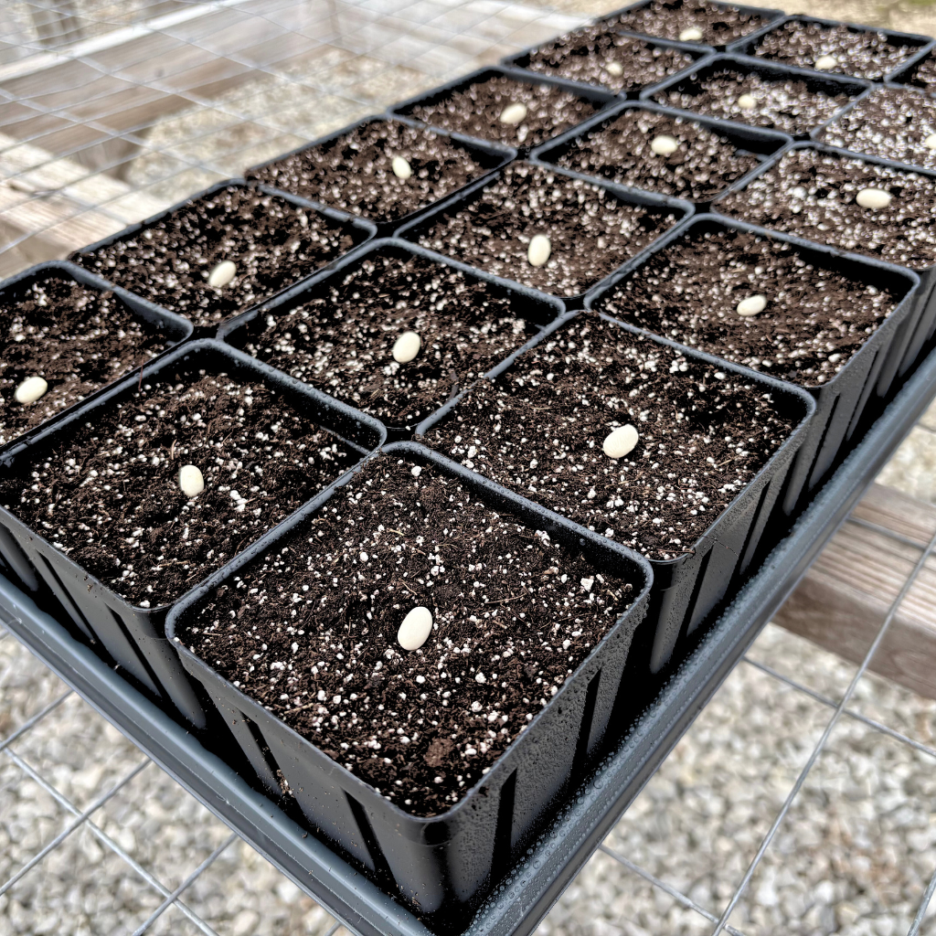 3.5" x 5" Deep Black Square Greenhouse Mega Pots