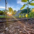 Master Gardener Kit - 20 Row