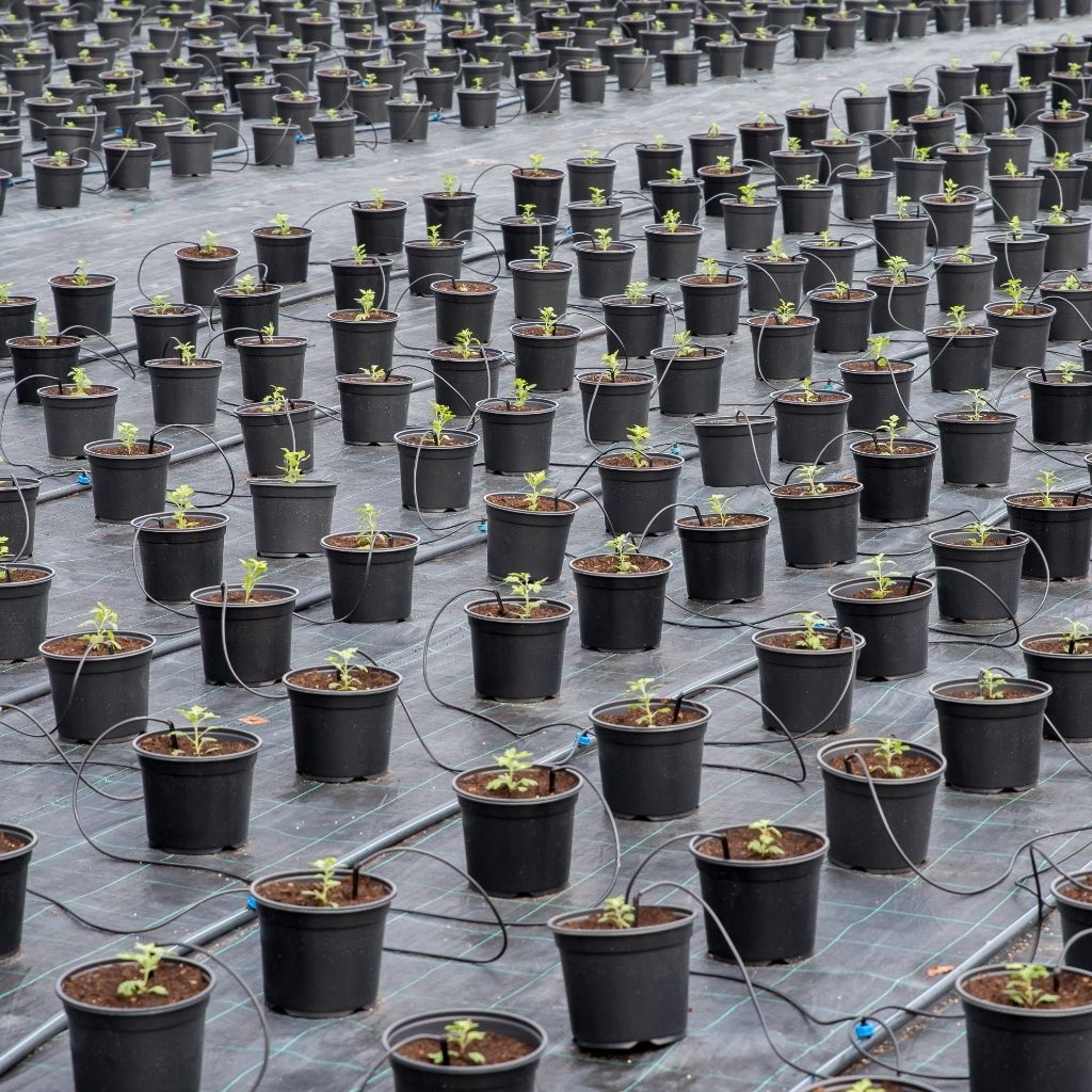 Polypropylene Woven Ground Cover