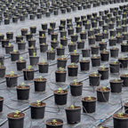 Polypropylene Woven Ground Cover