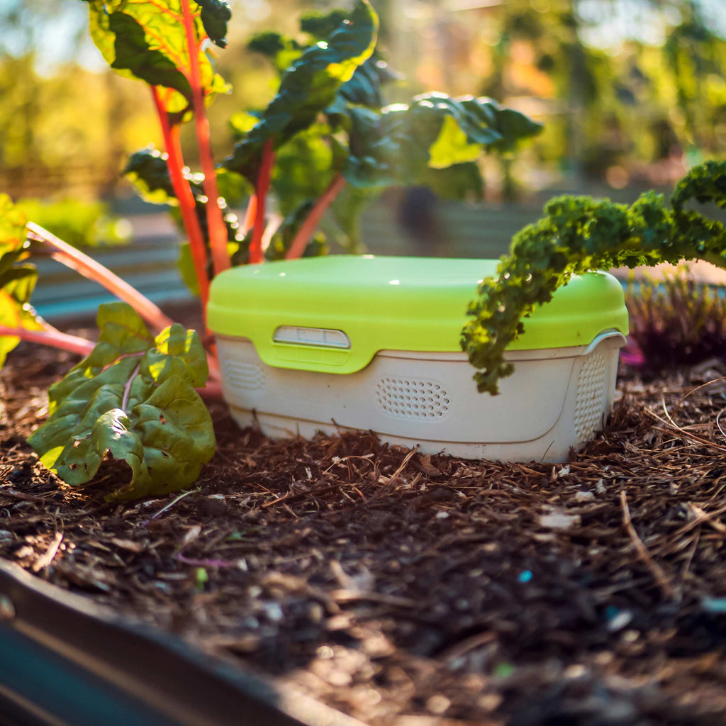 In-Ground Worm Composter Bin for Garden Beds