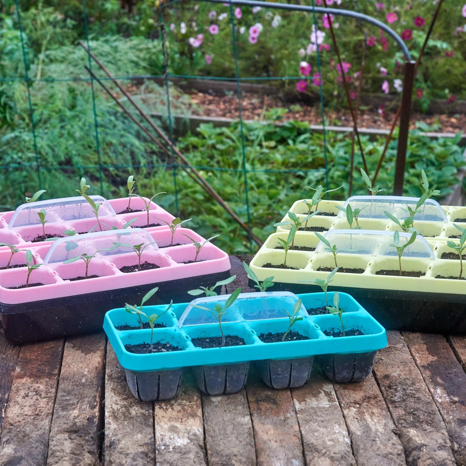 PLANT TRAY