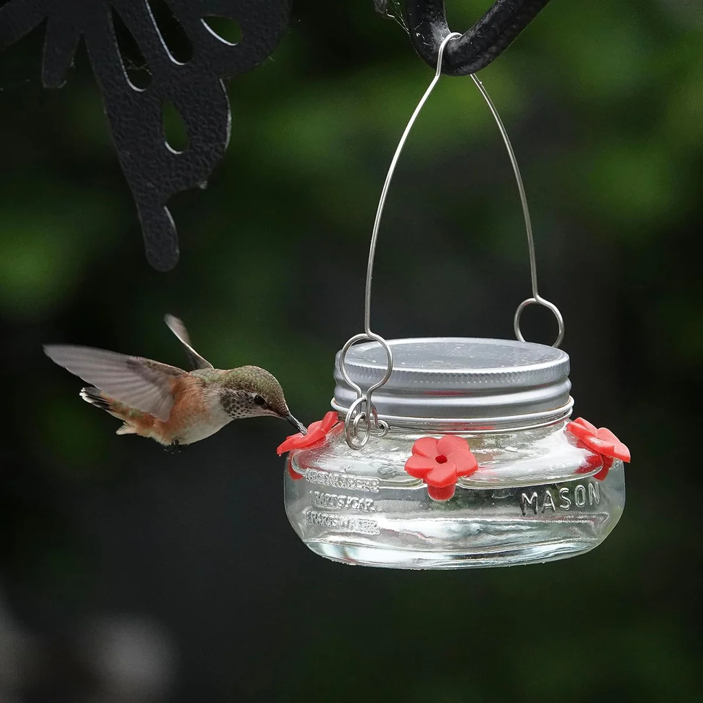 Hummingbird feeding from a hanging mason jar feeder outdoors