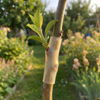 Silicone Grafting Sleeves for Fruit Trees, 50-Piece Mixed Size Set