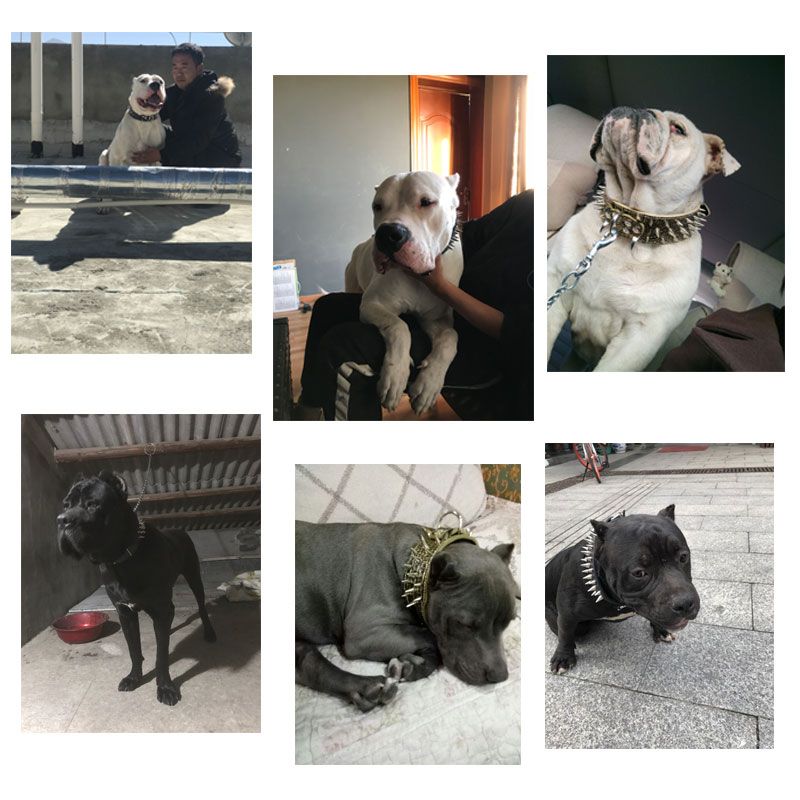 Collage of large dogs wearing wide spiked collars