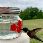 Hummingbird feeding from a red flower port on a mason jar hummingbird feeder