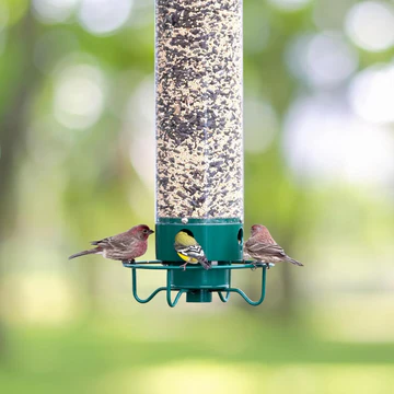 Multiple wild birds feeding from an outdoor squirrel proof bird feeder