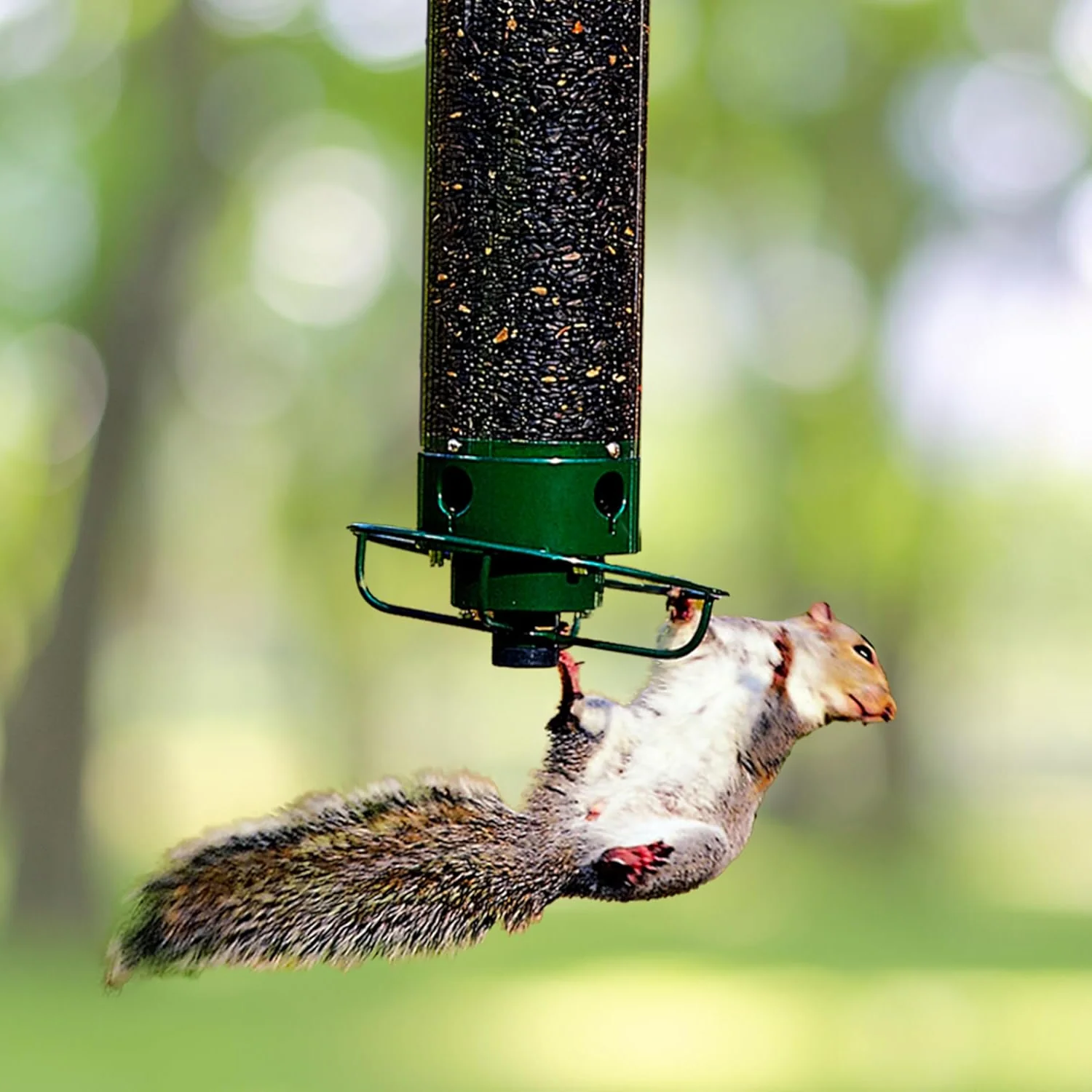 Squirrel proof bird feeder with spinning perch designed to deter squirrels from bird seed